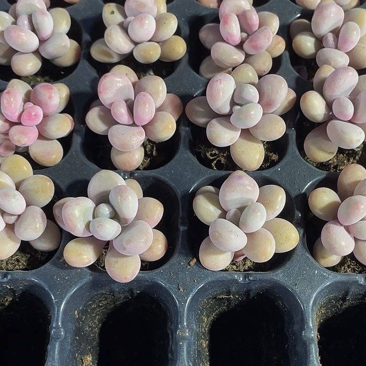 小桃蛋1元带土发