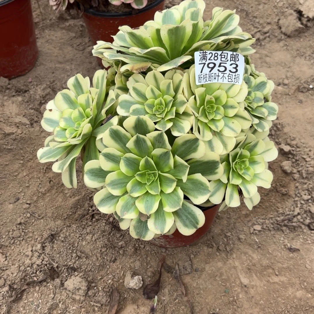 N. 7953绿豆沙多肉，cede