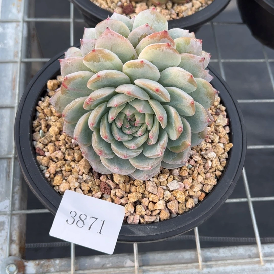 (****)3871多肉多多多多多多