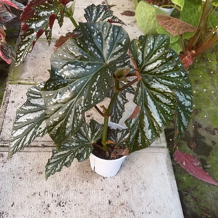 完全开放情人度秋海棠