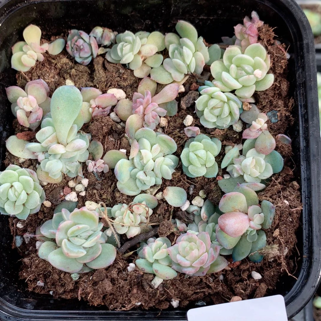 无花朵S228英语英语