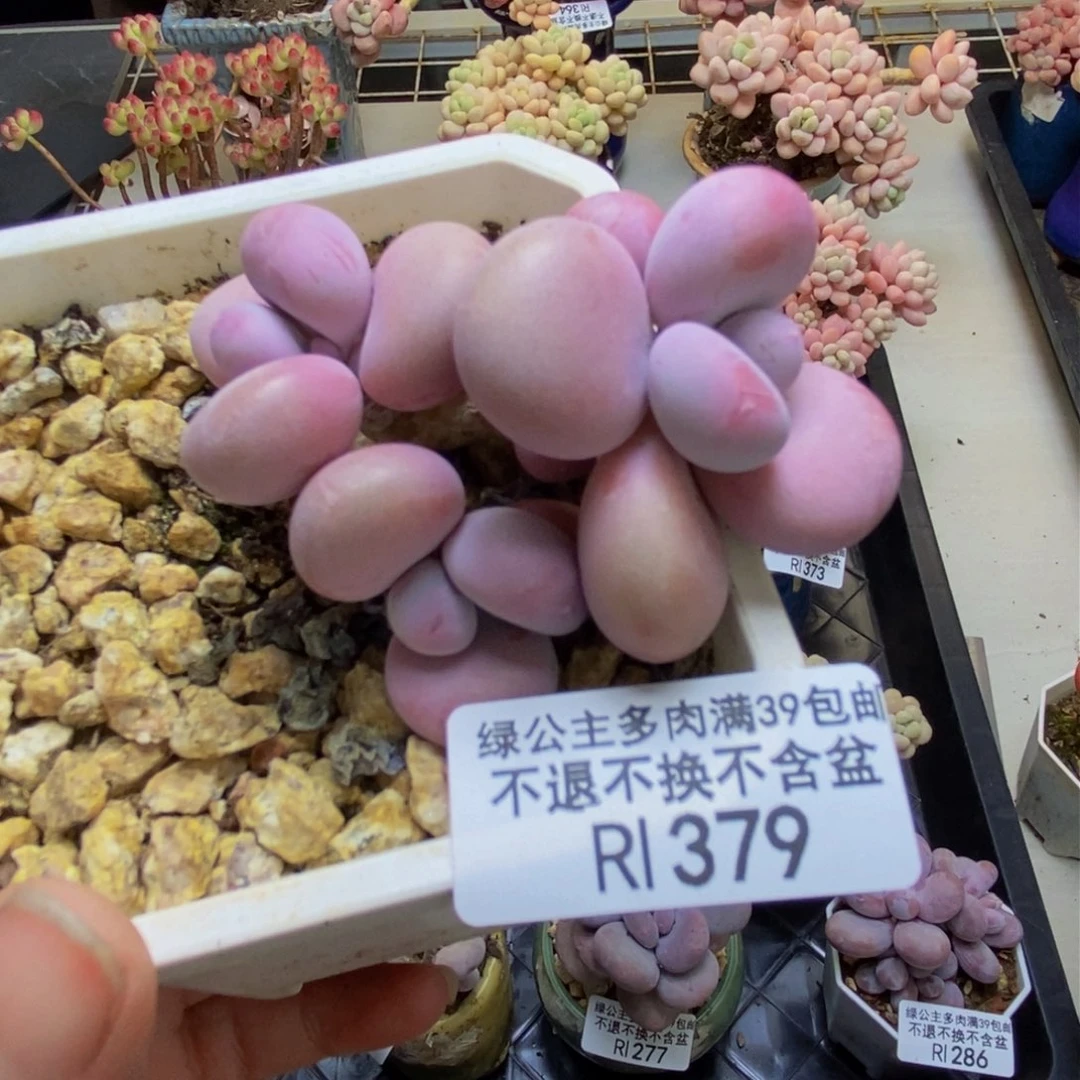 379腰子桃蛋多肉6c m