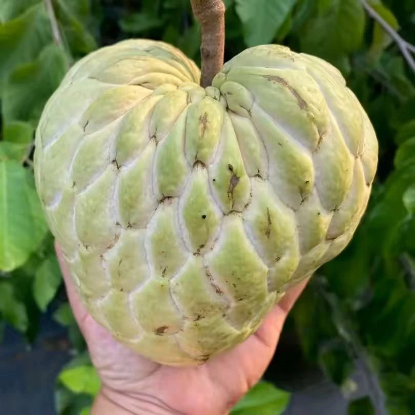 正宗释迦果苗树嫁接台湾凤梨释迦南方种植释迦番荔枝释迦摩尼果苗