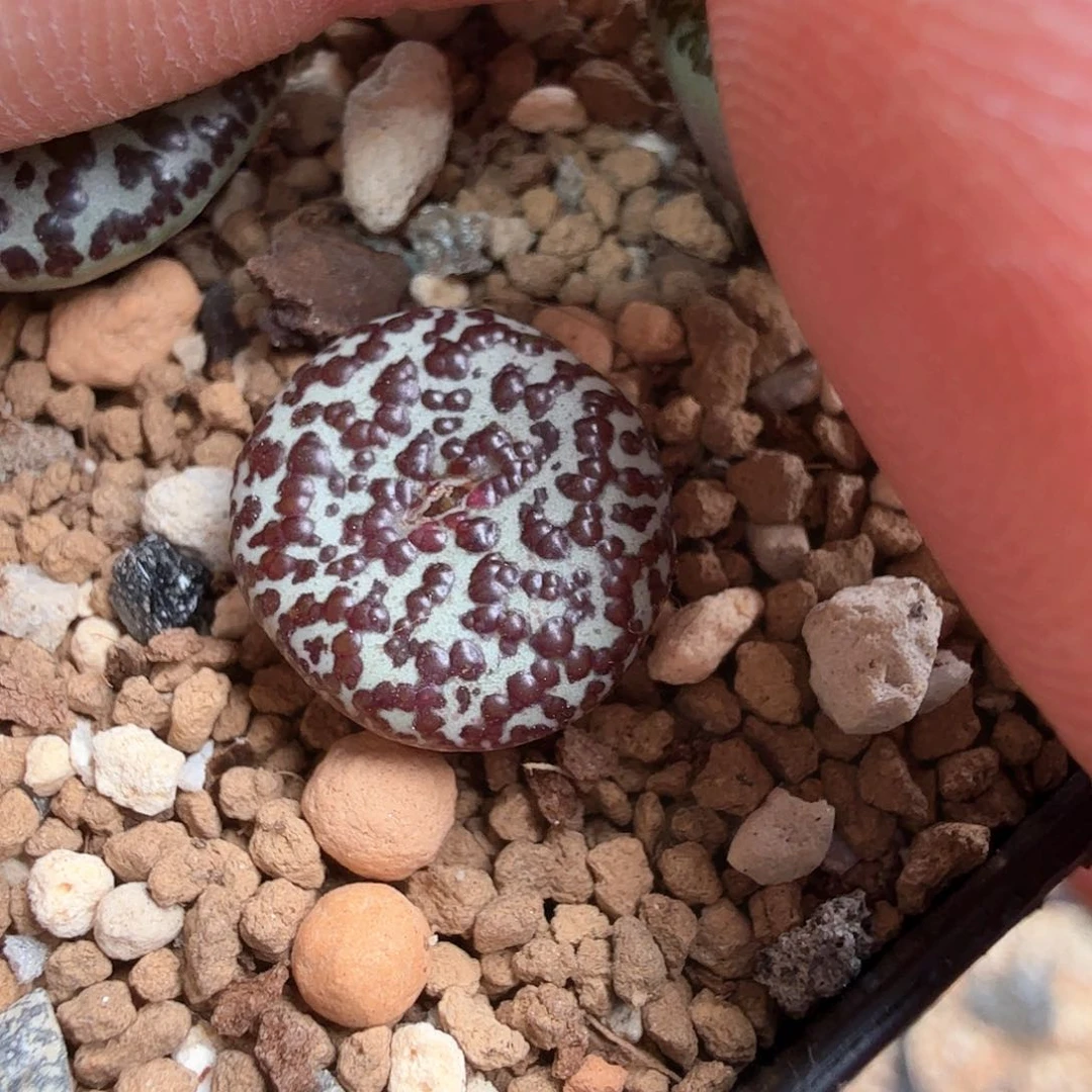 再****@dy 6 2021姜大叔 安贞s p