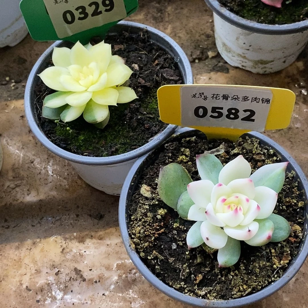 文***哒329，582哈哈哈哈哈哈哈哈