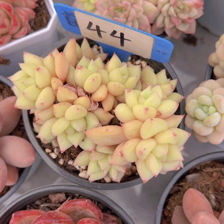 健健康康平平安安