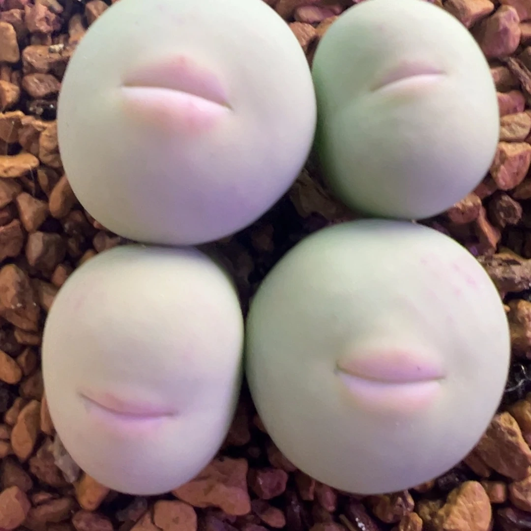 1545V嘴 肉锥植物