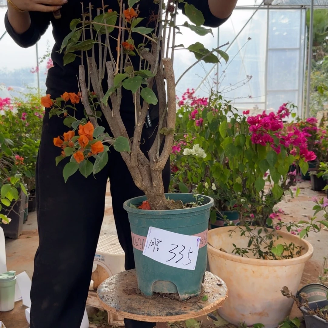 大部分花苞少量开放绿叶橙 335脱