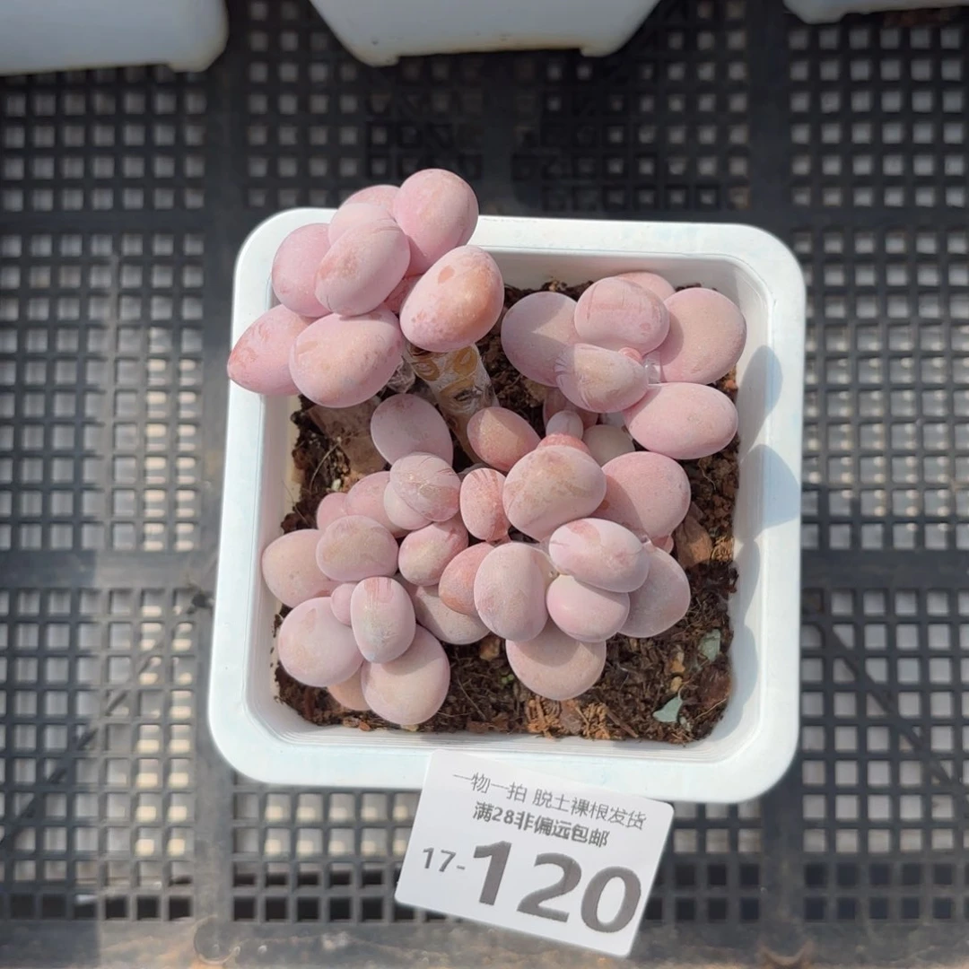 桃蛋老桩多肉多肉多肉