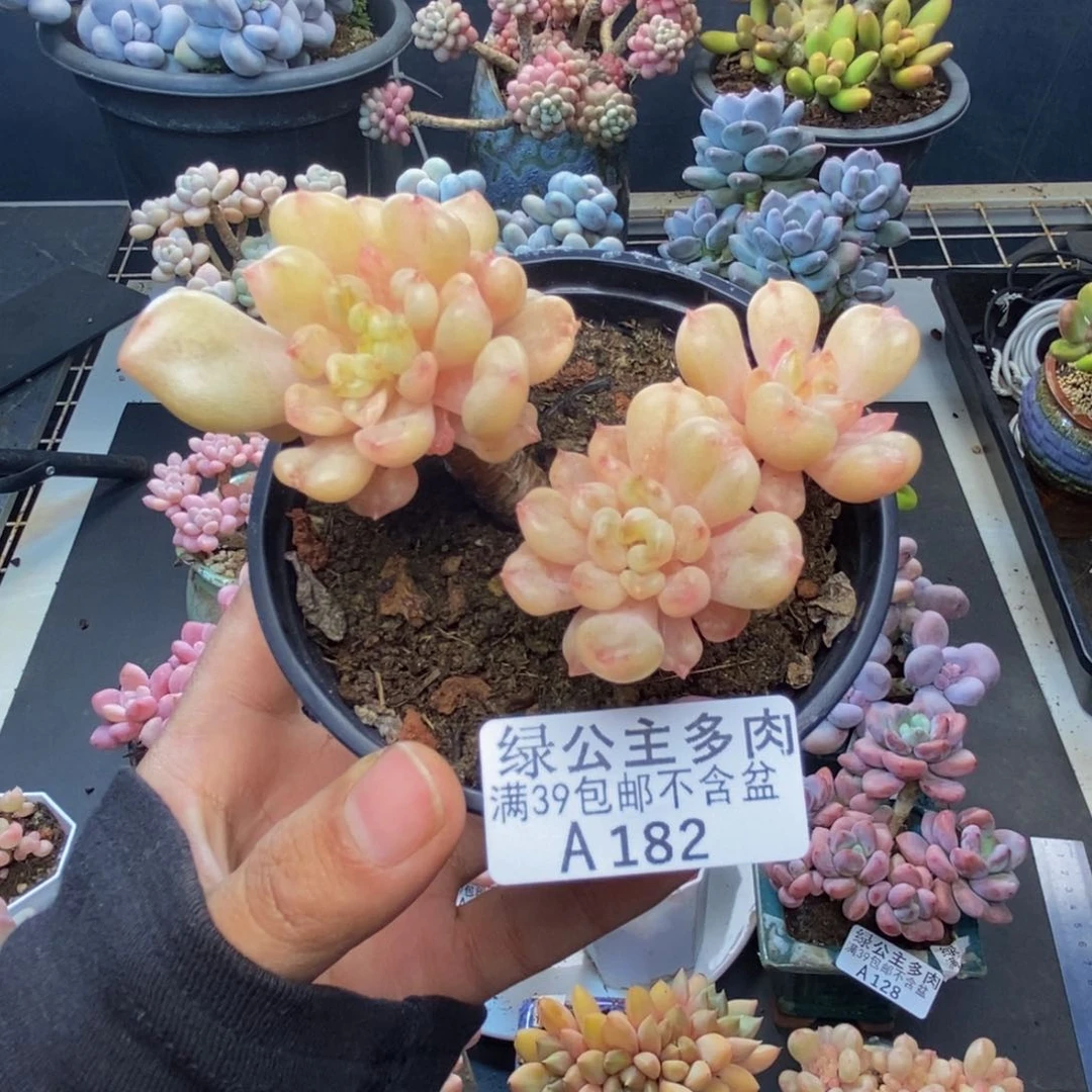 182比尔盖茨多肉7c m