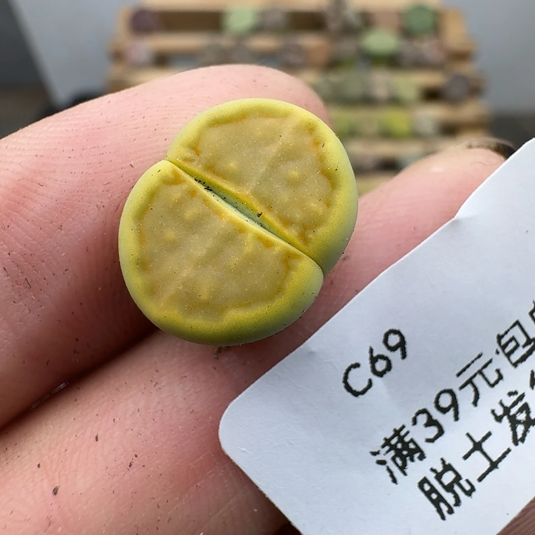 69多肉哈哈哈哈哈哈哈