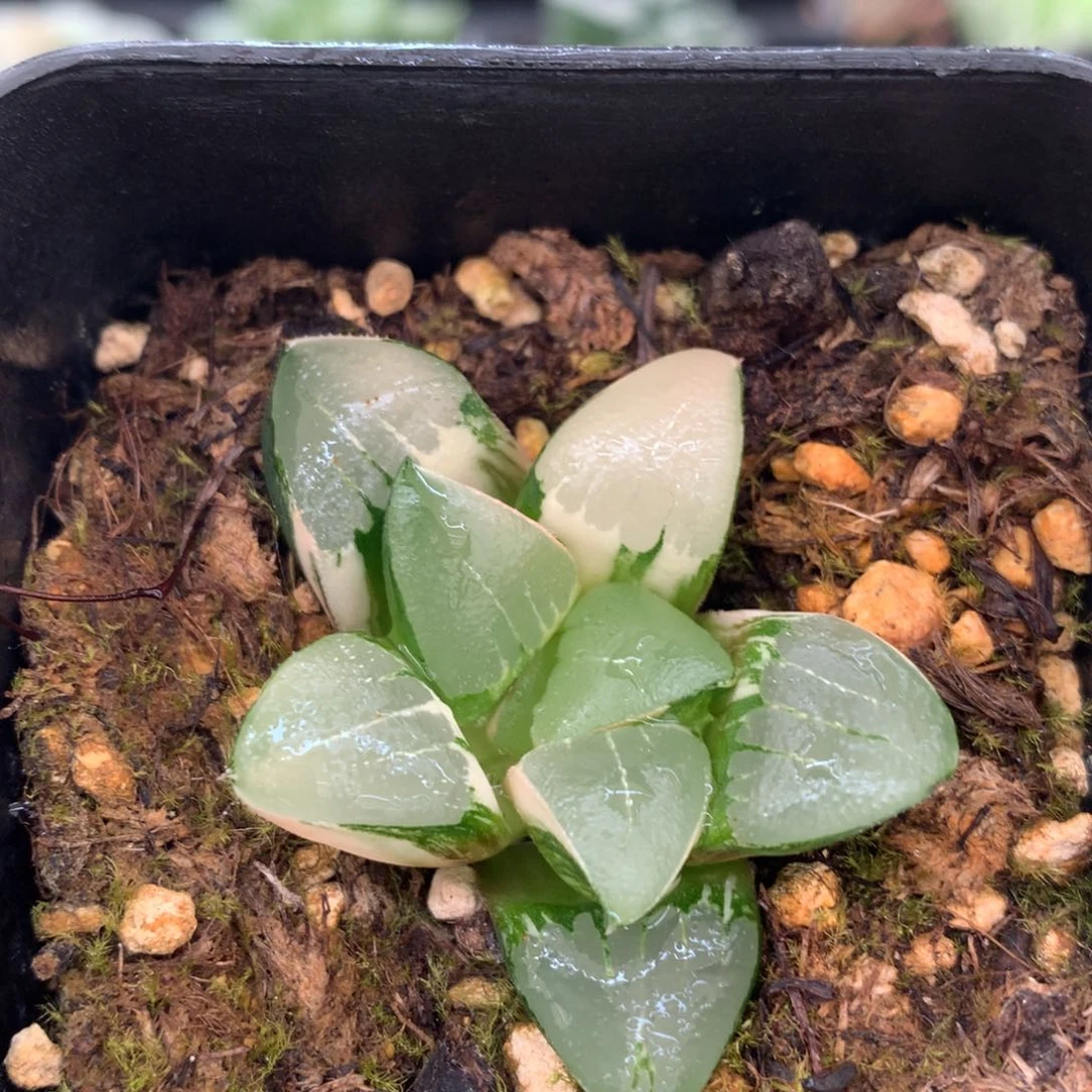 冰成克锦，带盆发货