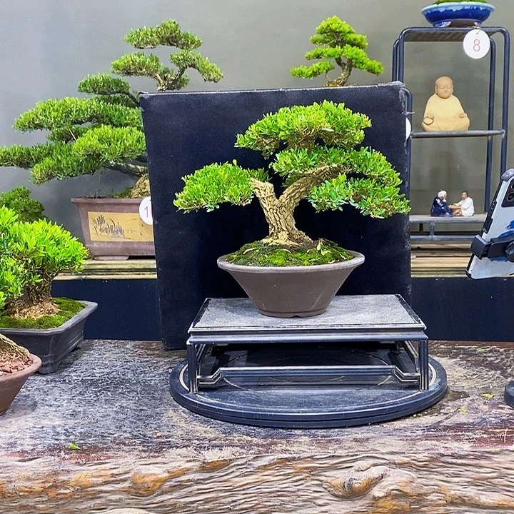无花朵黄杨盆景四季常青
