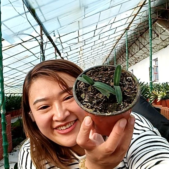 联***料联发血毛一颗200元