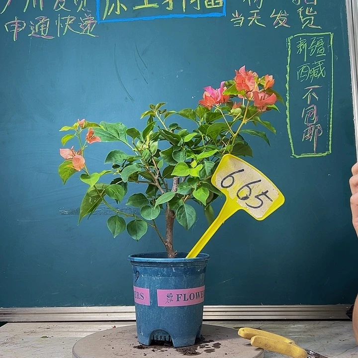 当前无花栽培后可以开花福利  暗斑夕阳红  665