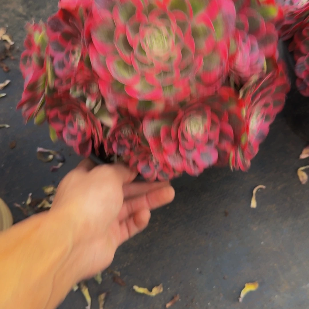 余***好035号多肉植物一颗