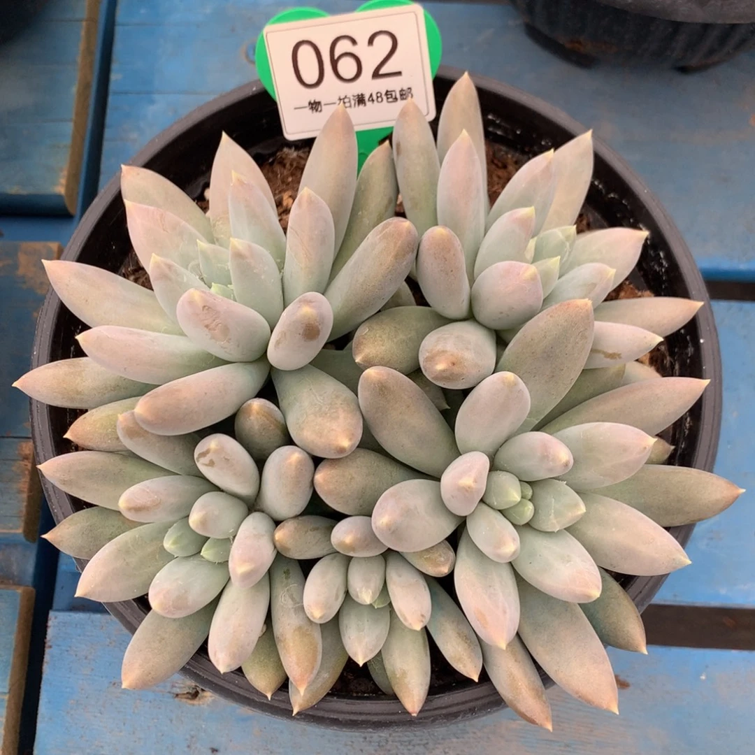 黄体哥特萝莉平头062