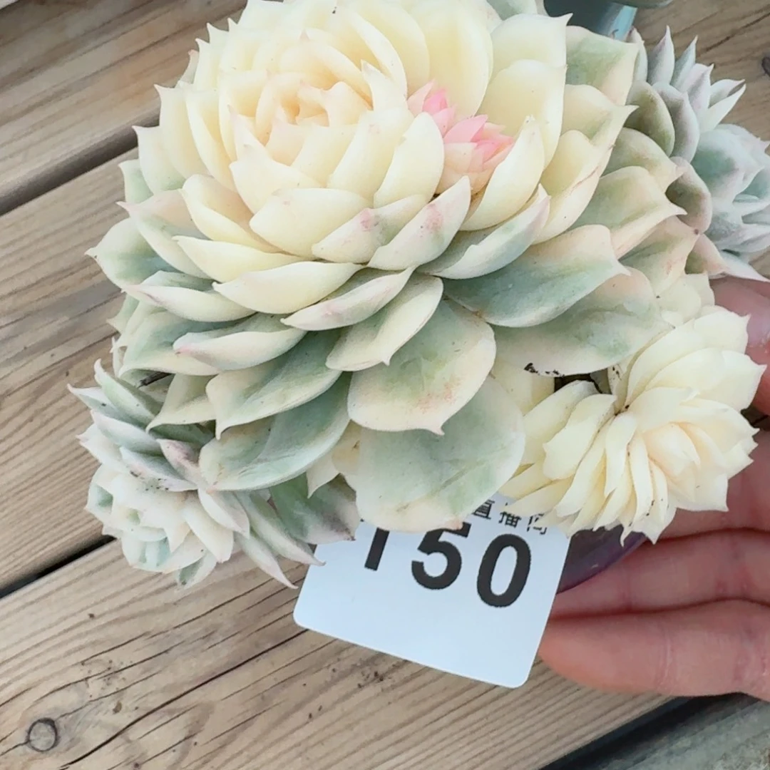 昂斯洛锦      愿你一路坦途，乘风破浪展宏图