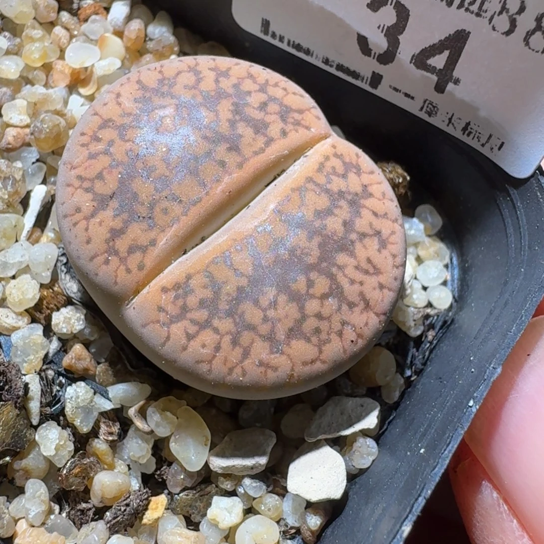 Sss精品清仓价34大