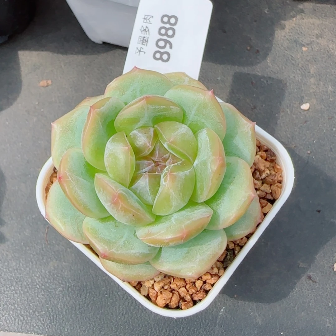 栀子花，8988多肉植物