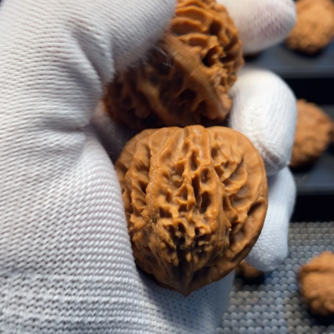 半***生手串/手链核桃秦岭森林中发现两条