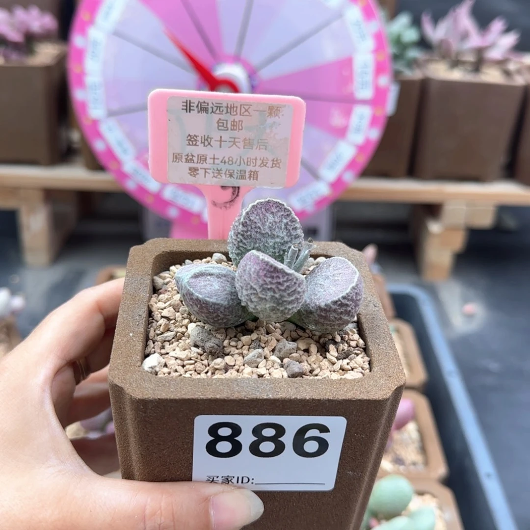 886哈莫猪肝多肉植物
