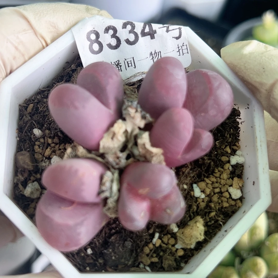 8334 好养易活生石花大母本