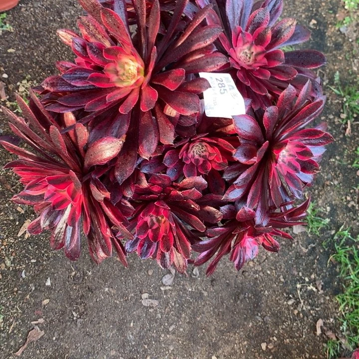 285黑天鹅多肉植物