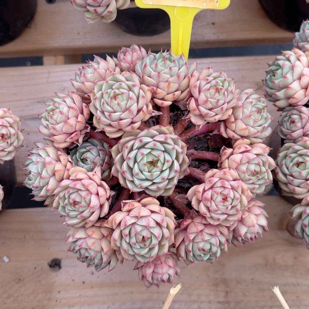 云尘多肉一物一拍302，