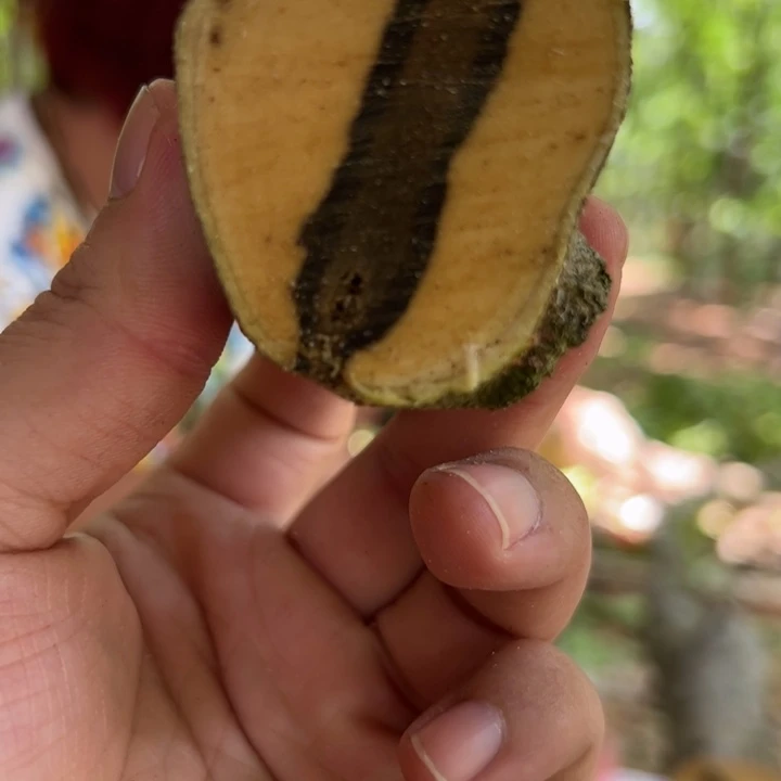 线香奇楠沉香原木