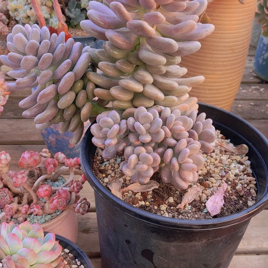 遂**姐多肉老桩多肉老哦桩，糖