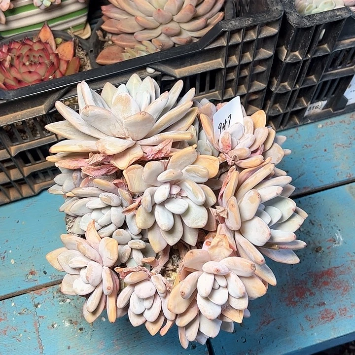 我***爷947//////////////////