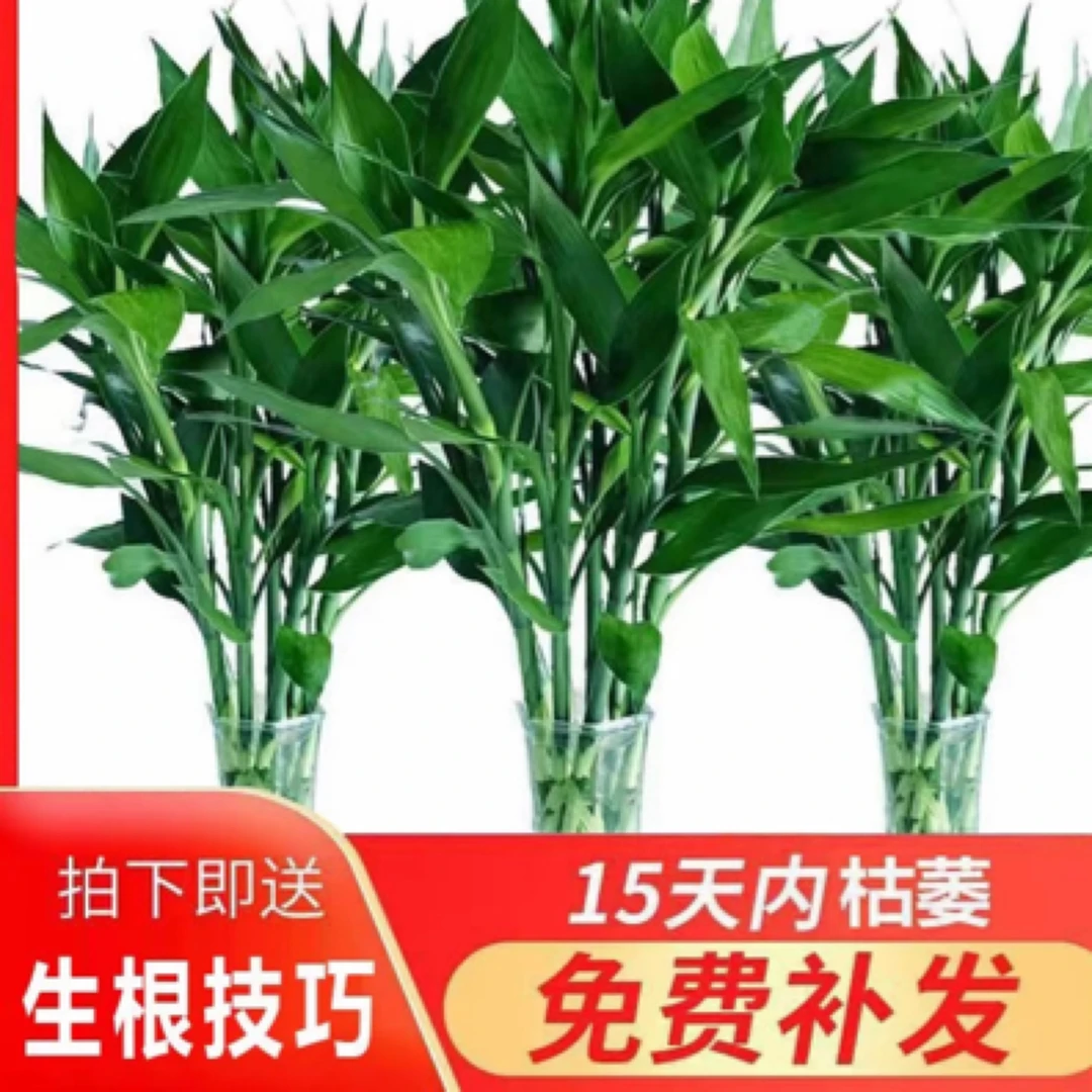 富贵竹水培水养绿植客厅室内办公室创意桌摆净化空气绿竹包邮