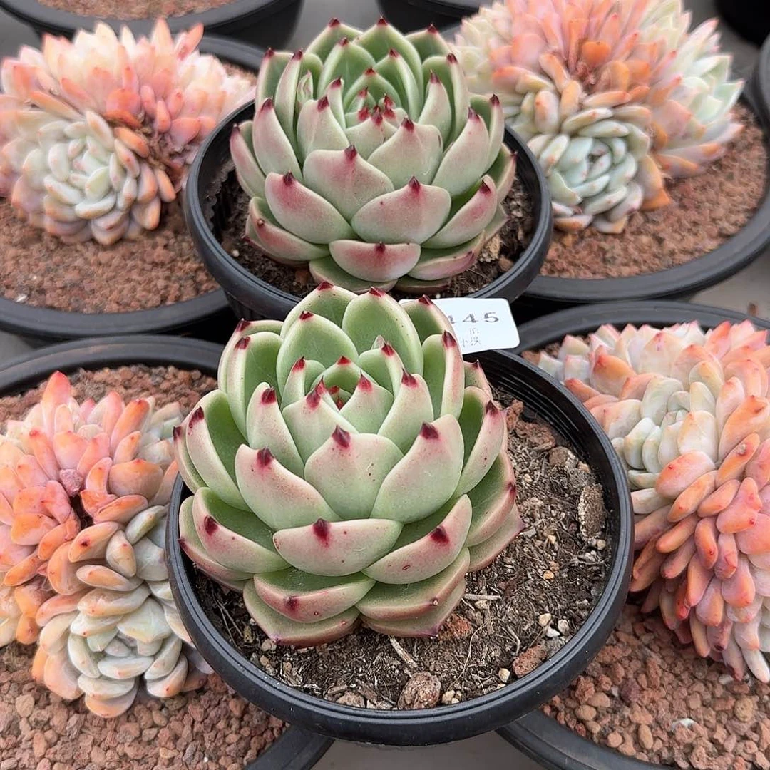 松***?3445号蓝龙2颗多肉