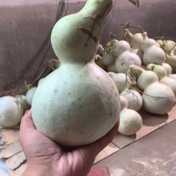 马***云中号现货供应充足