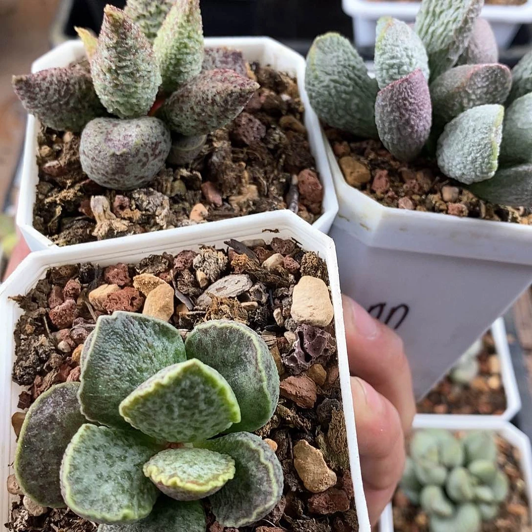 NN的水泡多肉植物