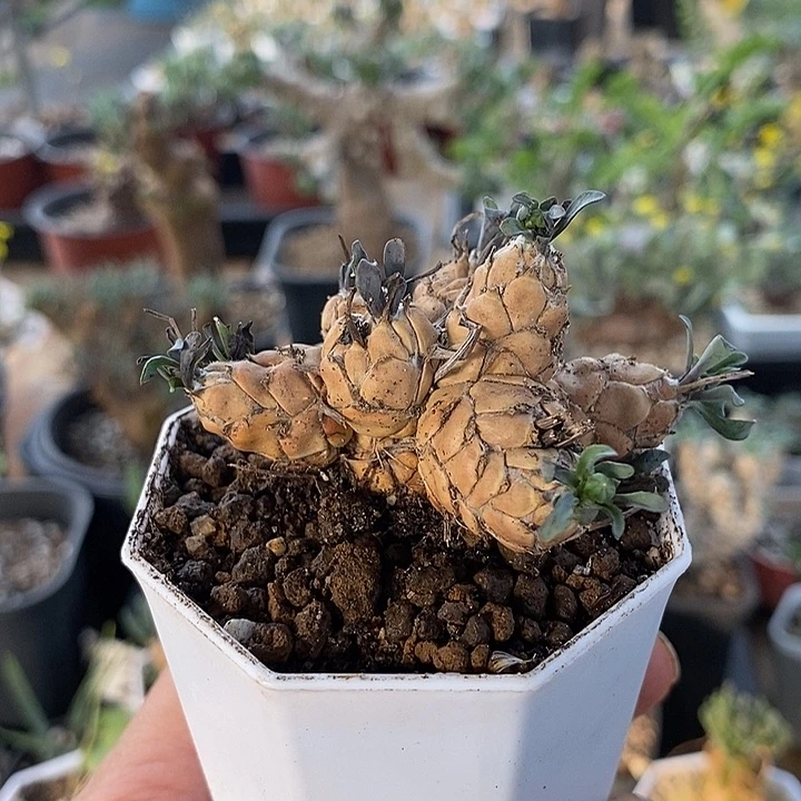 614苏铁厚敦菊一一一一