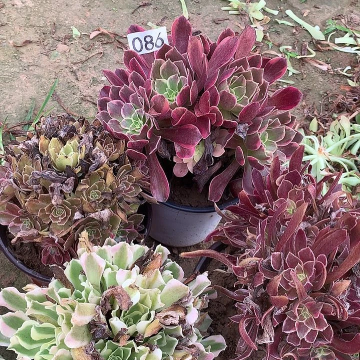 无花朵086四颗多肉植物组合