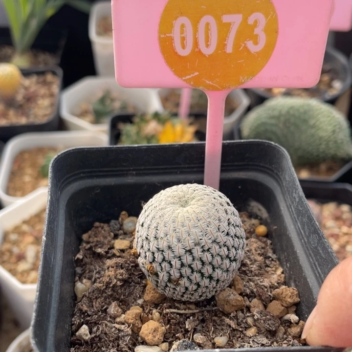 实生白斜子一棵00730000