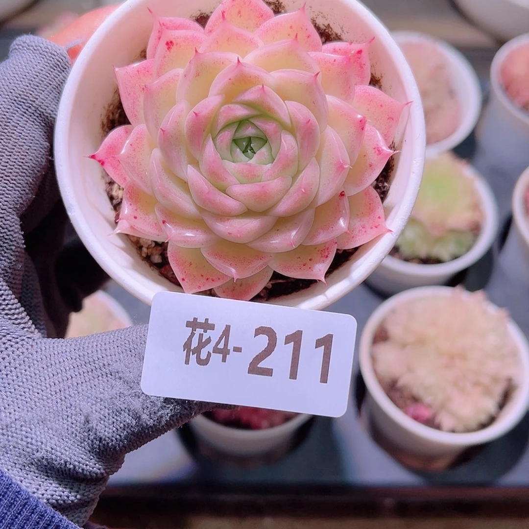 花04-211麦秆单头