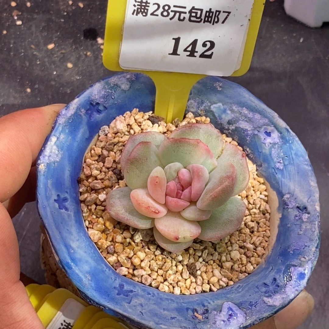7142糖心锦福利单头