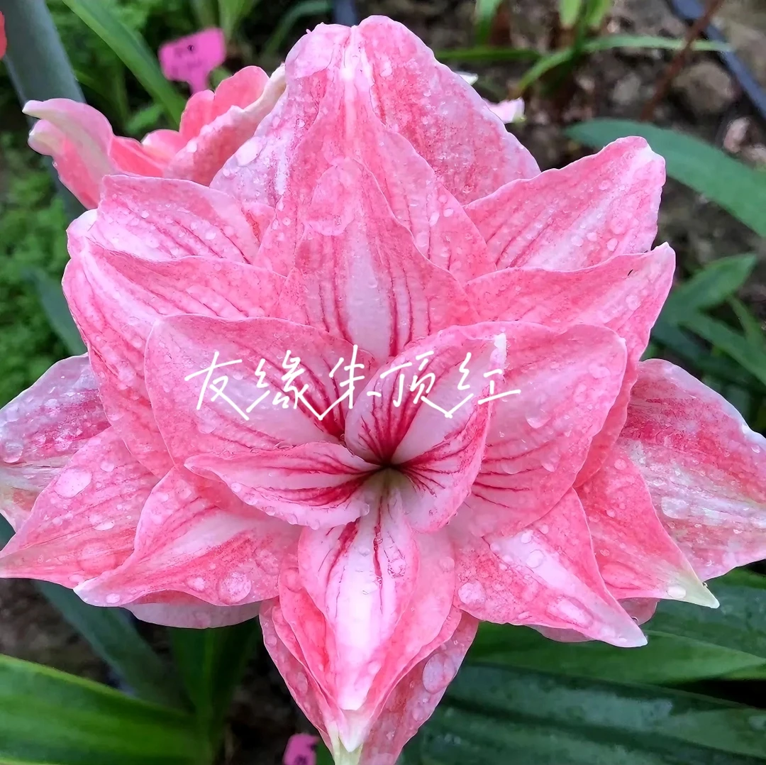 【驼颜】【黑色泪雨】【紫星】【紫水晶】【哈瓦那】【快乐玛丽】【翠羽丹霞】