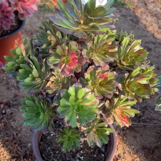 720灰发七彩多肉植物花花