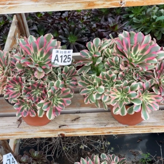 无***痕125布加迪不包断枝