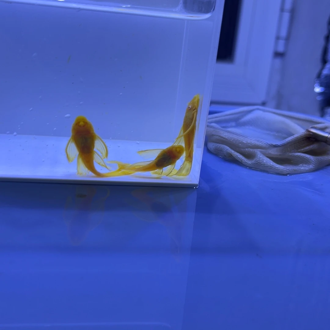 孔雀鱼大帆4条开箱视频报损