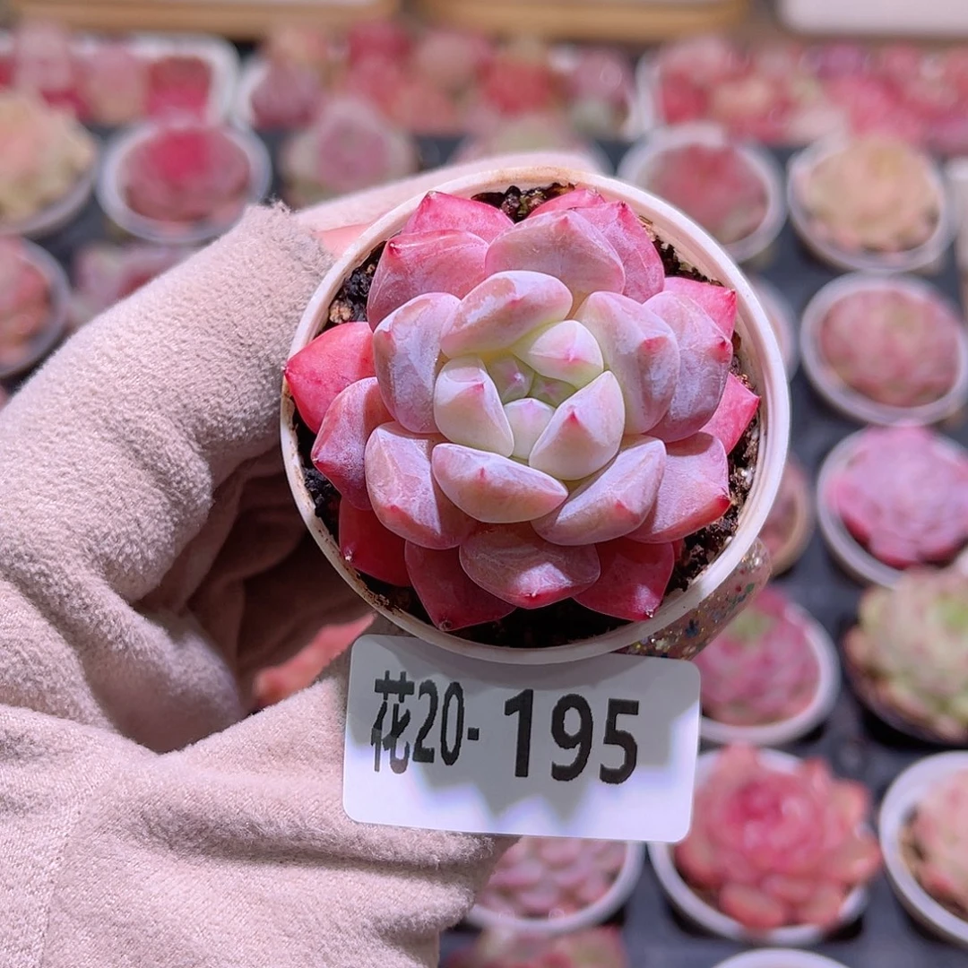 花利美20-195新品单头