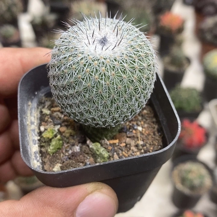 乌月丸特价福利包邮