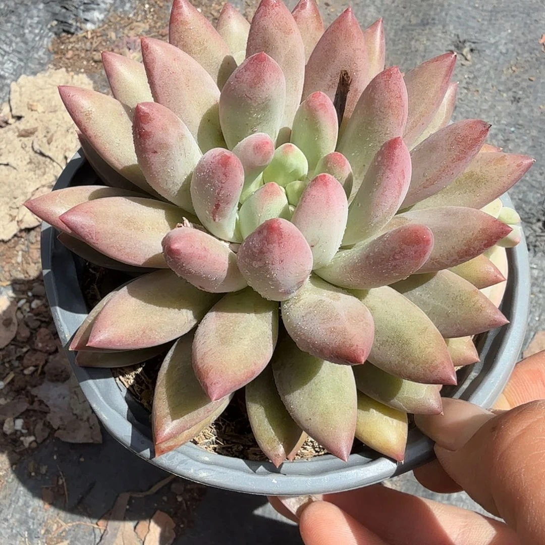 红蜻蜓多肉植物精品