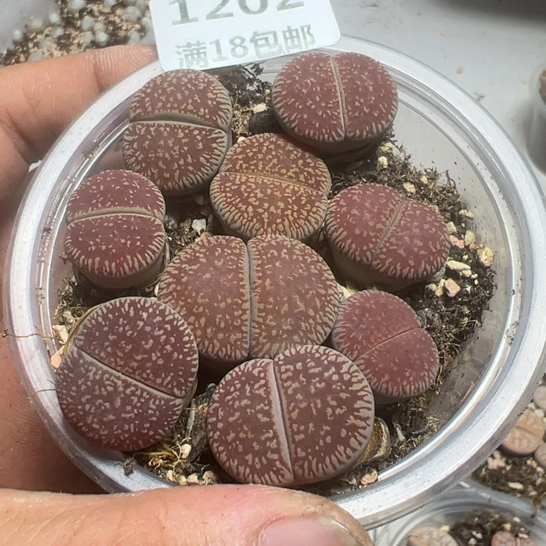 【闪购商品】 1202。