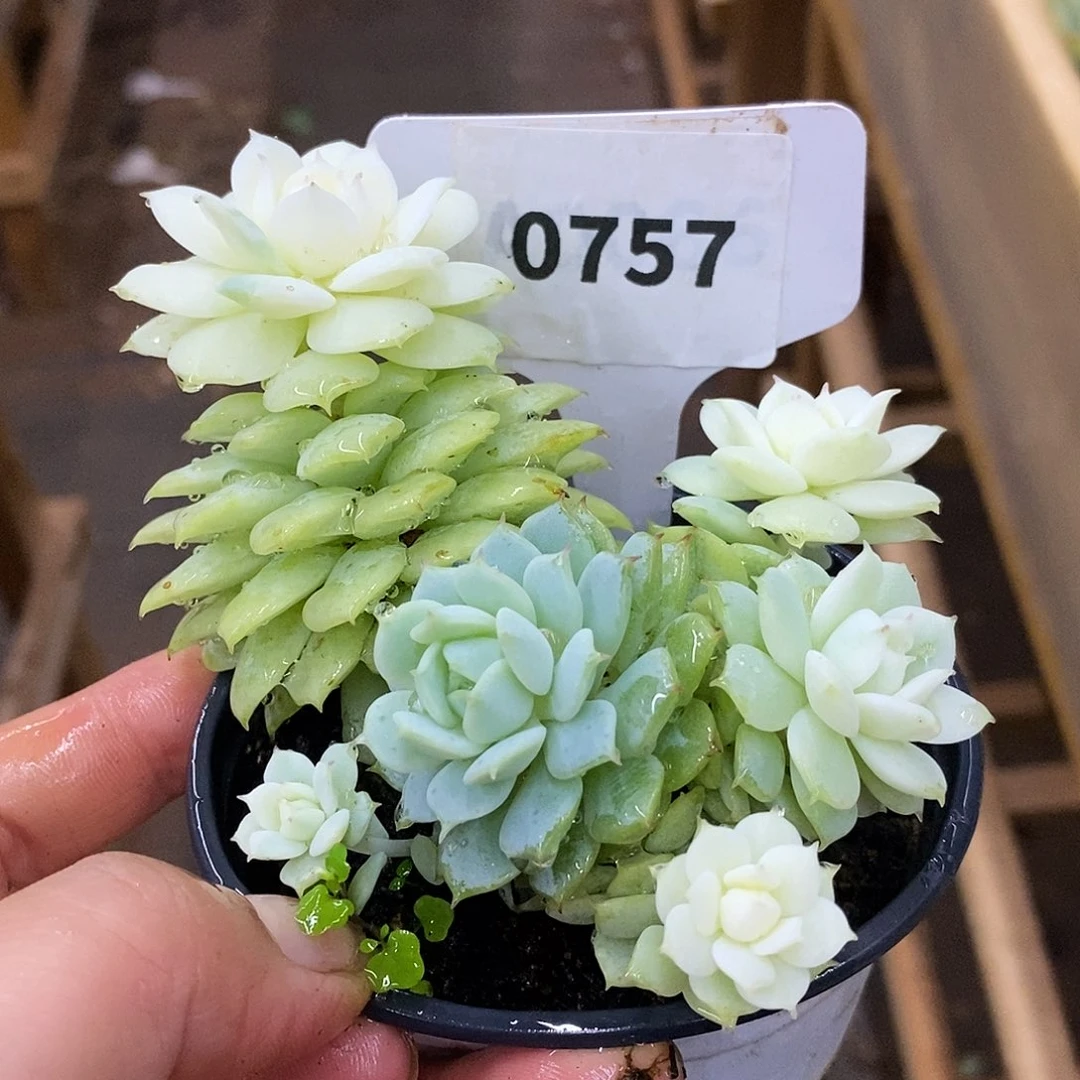 757静夜群生哈哈哈哈